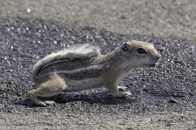 squirrel - Joshua Tree National Park